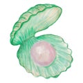 Vector clipart of the green seashell with pearl inside, stylized as watercolor. Open shell with pink ball inside, isolated on Royalty Free Stock Photo