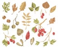 Vector clipart of hawberry branches, berries and fall leaves, nuts. Autumn forest concept. Hawthorn set.