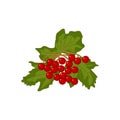 Vector clipart of ripe red Viburnum opulus fruit with green leaves. Round red berries of kalyna plant are a national symbol of