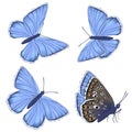 Set of blue butterflies Lycaenidae isolated on white background. Vector clipart