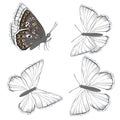 Set of white butterflies Lycaenidae isolated on white background. Vector clipart