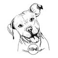 Vector close up portrait of english pitbull. Hand drawn domestic pet dog illustration. Isolated on white background. Royalty Free Stock Photo