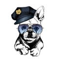 Vector close up portrait of police dog.French bulldog wearing the peak cap and sunglasses.