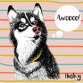 Vector close up portrait of siberian husky. Hand drawn domestic pet dog illustration. Isolated on peach background Royalty Free Stock Photo