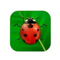 Vector close-up realistic icon with ladybug on leaf. EPS10. Royalty Free Stock Photo