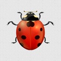 Vector close-up realistic ladybug insect icon . Design template of spring symbol.