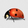 Vector close-up realistic ladybug insect icon . Design template of spring symbol.