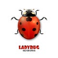 Vector close-up realistic ladybug insect icon on white background. Design template of spring symbol.