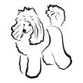 Vector closeup portrait of beautiful King Poodle breed dog isolated on white background. Dog with hair cut posing on dog show. Royalty Free Stock Photo