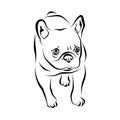 Vector closeup portrait of French bulldog dog isolated on white background. Shorthair Frenchie dog. Black masked. Hand drawn sweet Royalty Free Stock Photo