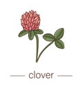 Vector clover icon. Colored wild flower illustration