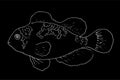 Vector of clownfish Platinum Maroon Fish hand-drawn white outline isolated on black background for colorings. the series Royalty Free Stock Photo