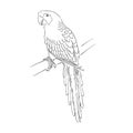 Vector cockatoo silhouette isolated on white background. Tropical bird illustration. Hand drawn parrot with crest Royalty Free Stock Photo