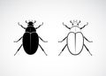 Vector of cockchafer Melolontha melolontha isolated on white background. Insect. Animals. Easy editable layered vector