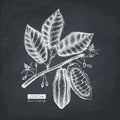 Vector Cocoa beans, leaves, flowers illustration. Hand drawn exotic fruit sketch. Botanical design template.