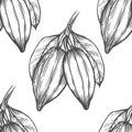 Vector Cocoa tree illustration