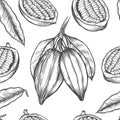 Vector Cocoa tree illustration