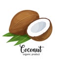 Coconut in cartoon style