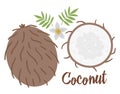 Vector coconut clip art. Jungle fruit illustration. Hand drawn flat exotic plants isolated on white background. Bright childish