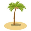 Vector coconut palm tree on the sand. Illustration for tropical cartoon props