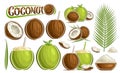 Vector Coconut Set