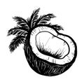 Vector coconut and tropical leaves. Hand-drawn illustration in vintage sketch style. Black silhouette on white isolated background Royalty Free Stock Photo