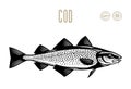 Vector cod fish illustration