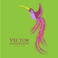 Vector colibri pink. Graceful hummingbird