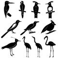 Vector Collection of Bird Silhouettes Royalty Free Stock Photo