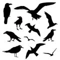 Vector Collection of Bird Silhouettes Royalty Free Stock Photo