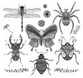 Vector Collection of Black Hand Drawn Doodle Insects Royalty Free Stock Photo