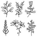 Vector collection of botanical elements. Twigs with leaves, flowers, herbs, berries. Hand-drawn doodle. Thin black outline of the Royalty Free Stock Photo