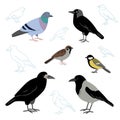 Vector collection of city birds isolated on a white background. European birds, crow, pigeon, jackdaw, sparrow, tit and