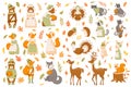Vector collection with cute autumn animals bears, foxes, turkeys, racoons, rabbits, hedgehogs, leaves and branches isolated on Royalty Free Stock Photo