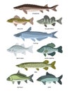 Vector collection of different kinds of freshwater fish Royalty Free Stock Photo