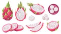Vector collection of dragon fruit, or pitahaya, or pitahaya. Tropical exotic fruit pitaya on a white background, whole
