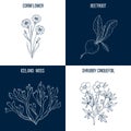 Vector collection of four hand drawn medicinal and eatable plants,