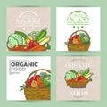 Vector collection of four vegetable banners