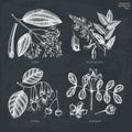 Vector collection of hand drawn Aromatic plants illustration on chalkboard. Perfumery and cosmetics ingredients sketch set. Outlin Royalty Free Stock Photo