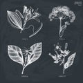 Vector collection of hand drawn Aromatic plants illustration on chalkboard. Perfumery and cosmetics ingredients sketch set. Outlin Royalty Free Stock Photo