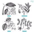 Vector collection of hand drawn Aromatic plants illustration. Perfumery and cosmetics ingredients sketch set.