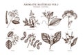 Vector collection of hand drawn Aromatic plants illustration. Perfumery and cosmetics ingredients sketch set. Royalty Free Stock Photo