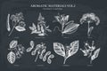 Vector collection of hand drawn Aromatic plants illustration. Perfumery and cosmetics ingredients sketch set.