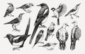 Vector collection of hand-drawn birds illustrations in engraved style. Popular backyard birds - magpie, dove, sparrow, great tit Royalty Free Stock Photo