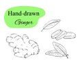 hand drawn ginger set