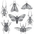 Vector collection of hand drawn insects, moth, butterfly, beetle, bug.