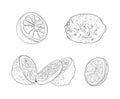 Vector Collection of Hand Drawn Lemons, Sketchy Illustration on White Background.