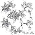 Vector collection of hand drawn lily flowers in engraved style