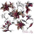 Vector collection of hand drawn lily flowers in engraved style