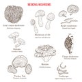 Vector collection of hand drawn medicinal mushrooms, lichens and seaweeds